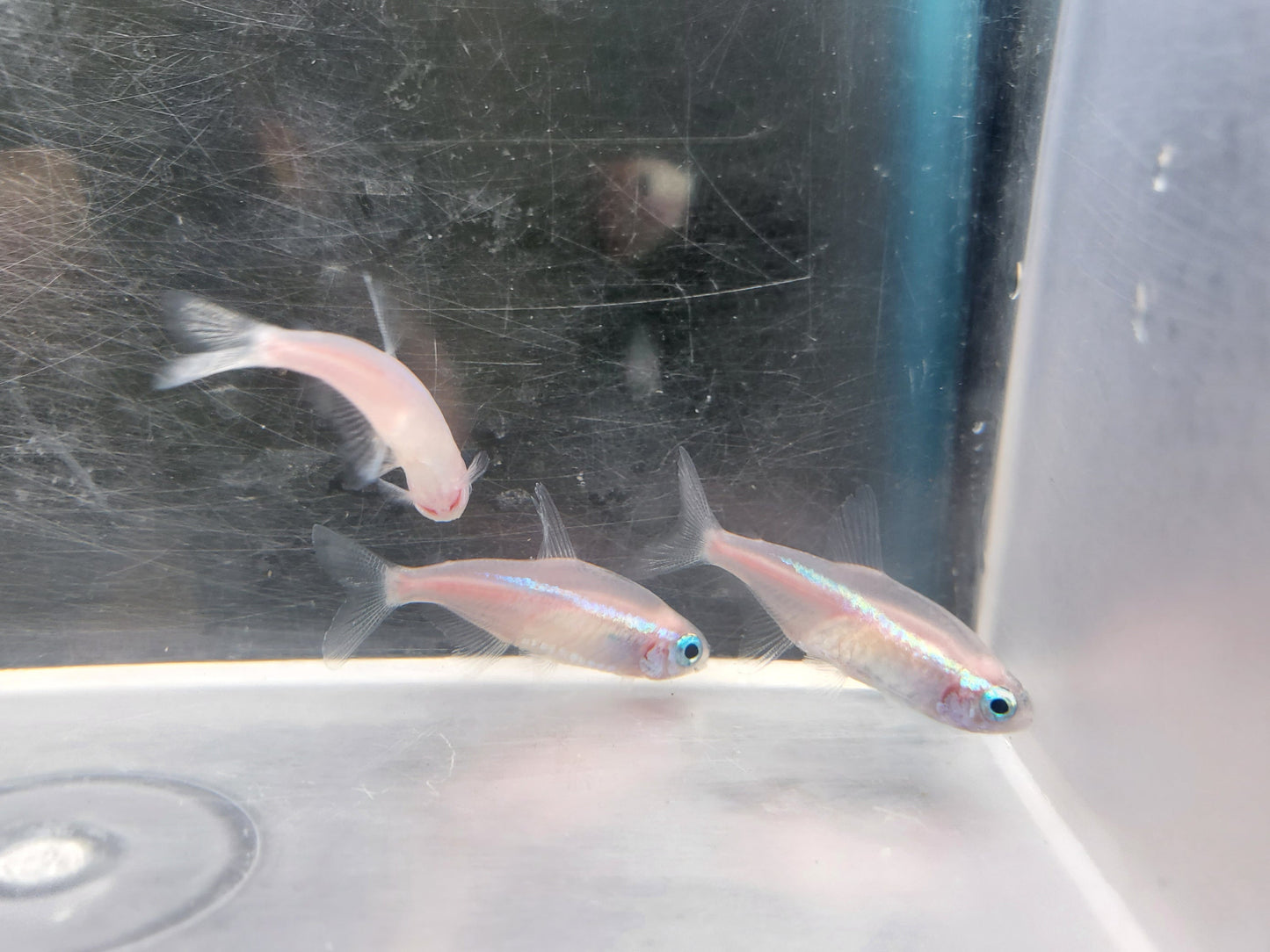 Gold Neon Tetra