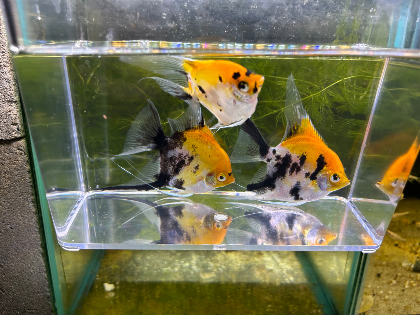 Large Koi Angelfish SELECT NICE