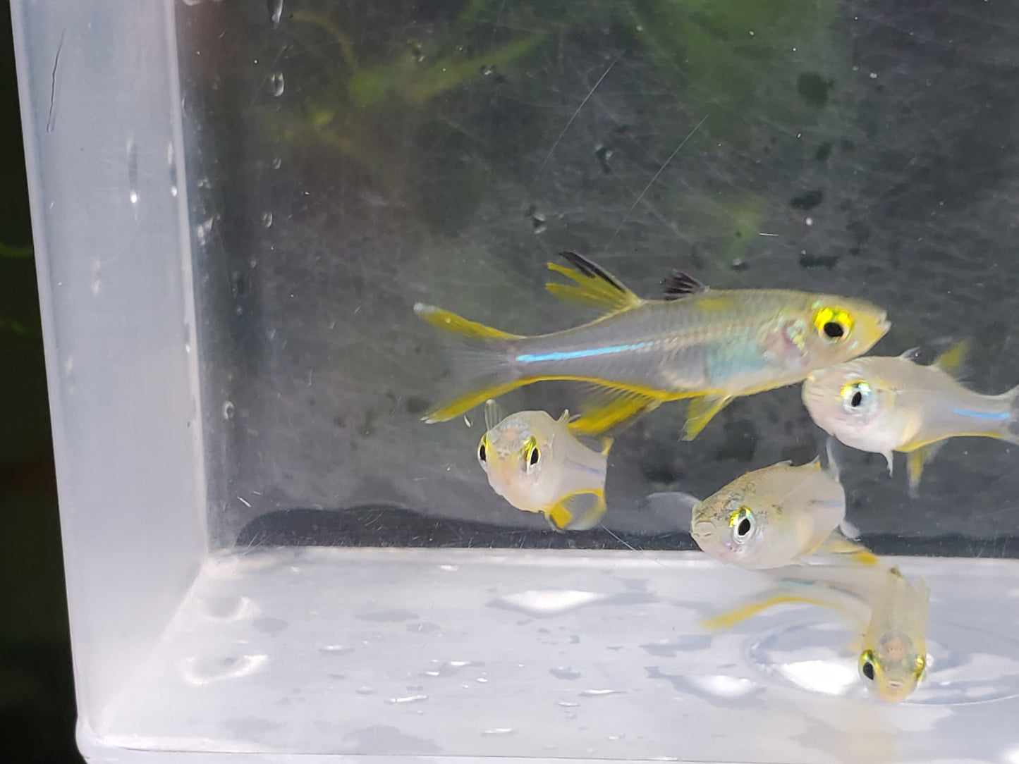 Celebes Rainbowfish Large