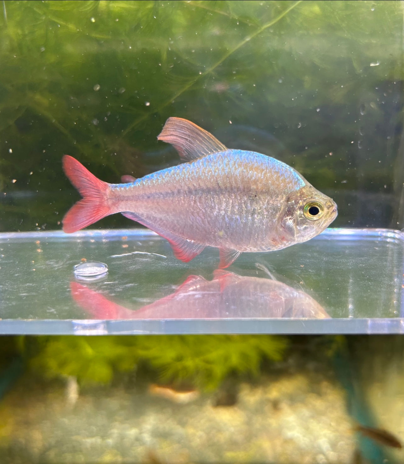 Colombian Red and Blue Tetra