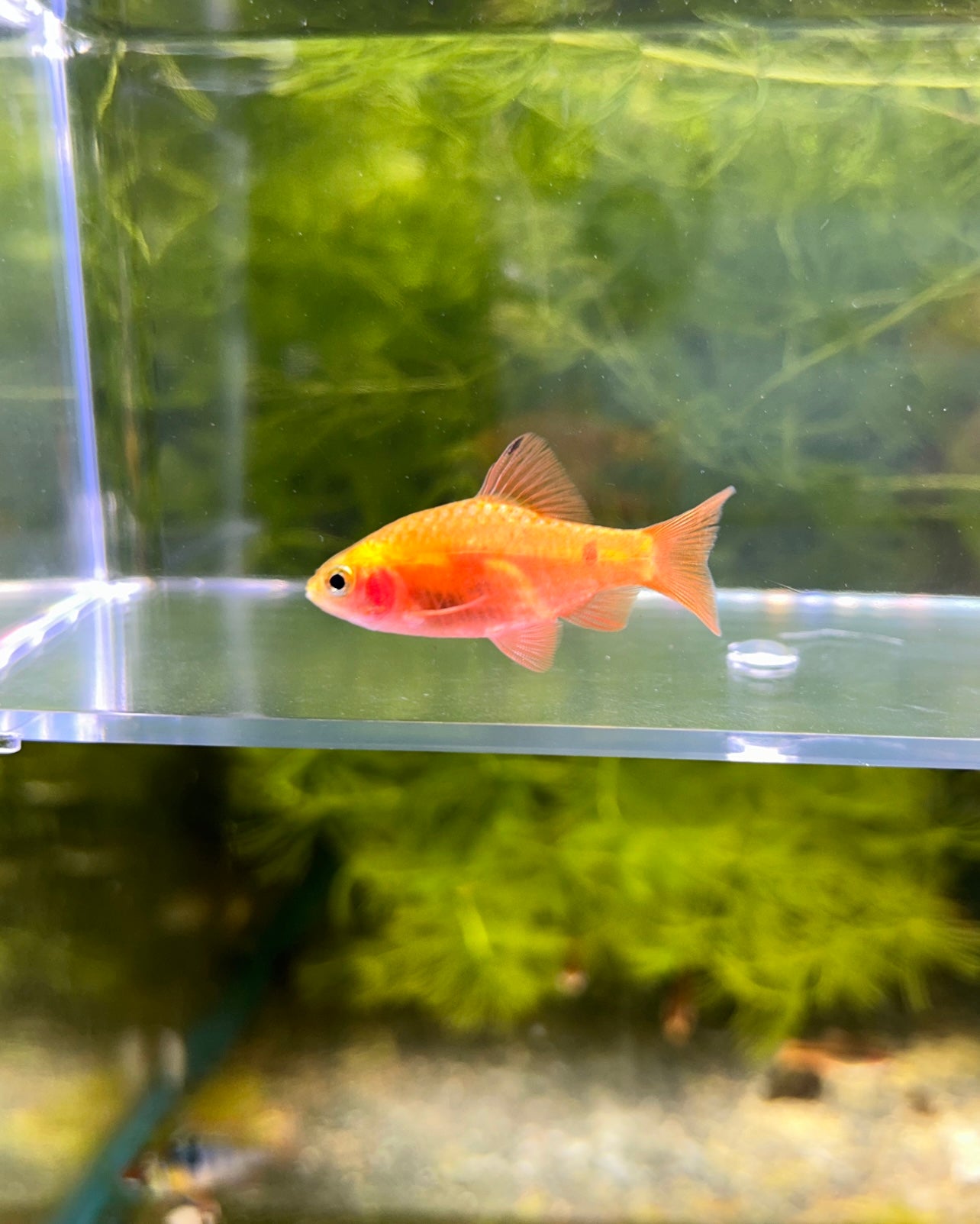 Red Glass Barb