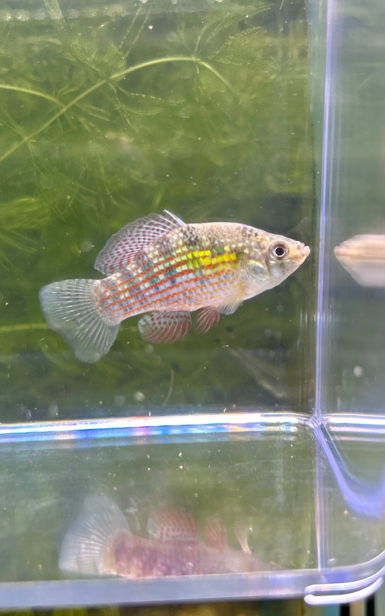Florida Flag Fish