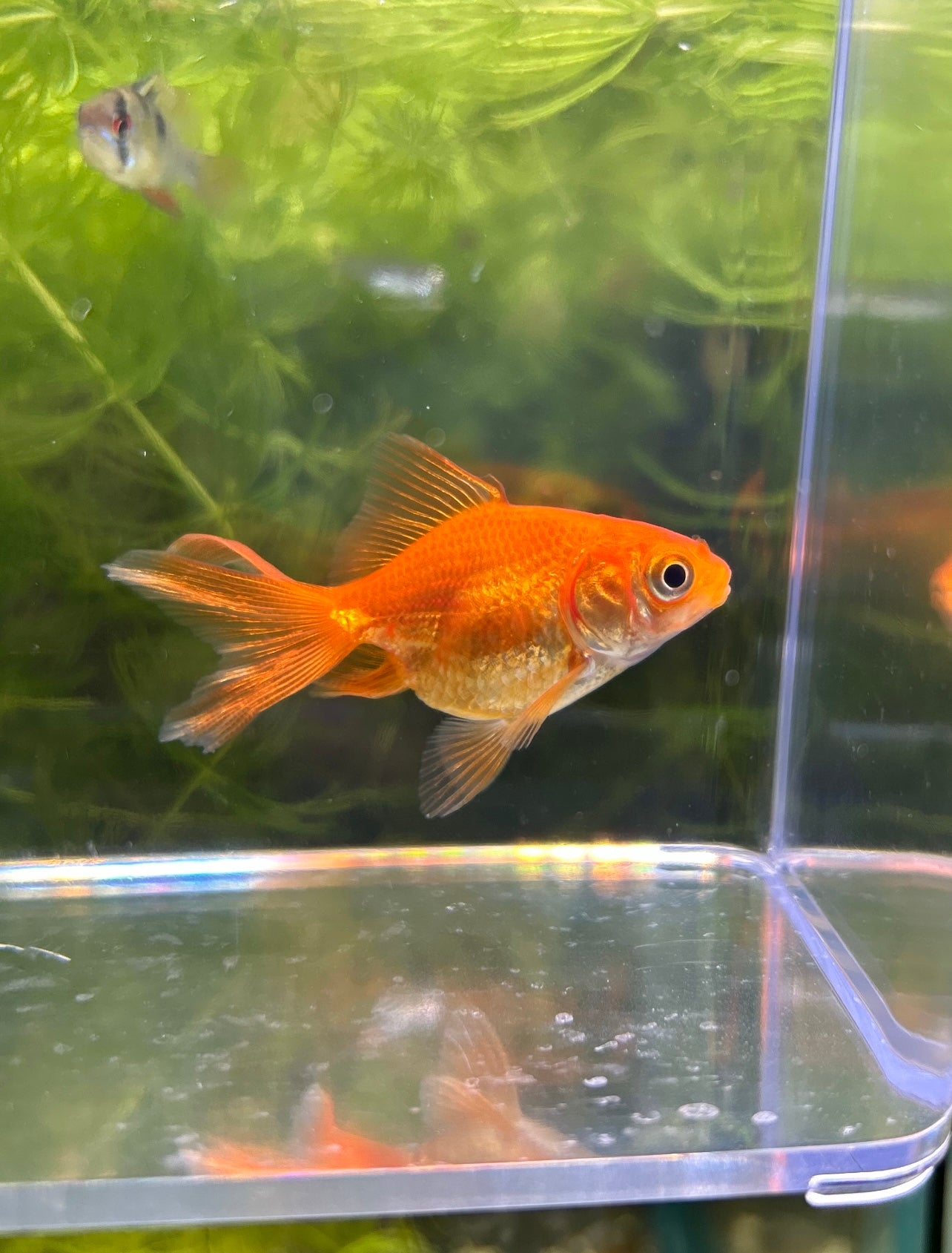 Goldfish Reg