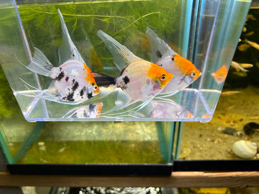 Koi Angelfish quarter bodysize