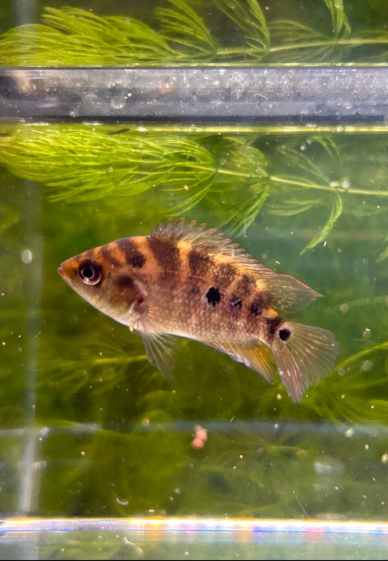 Trimac Cichlid