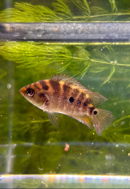 Trimac Cichlid