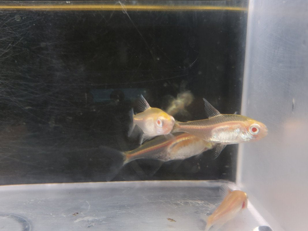 Albino Glolight Tetra