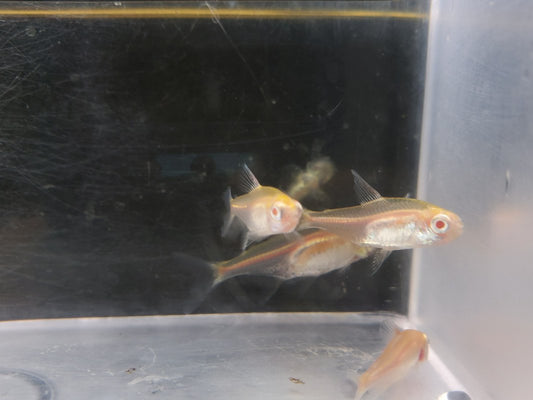 Albino Glolight Tetra