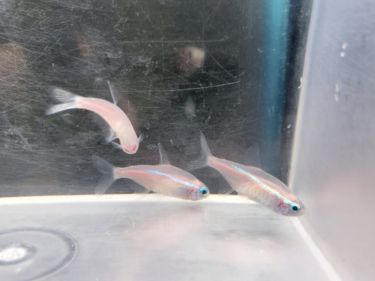Gold Neon Tetra