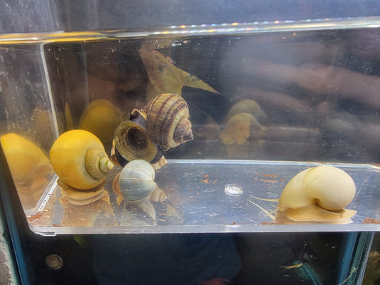 Assorted mystery snail