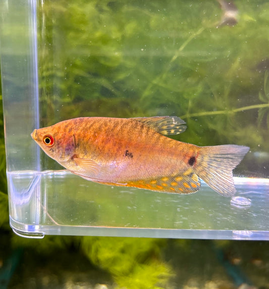 Gold Gourami Large