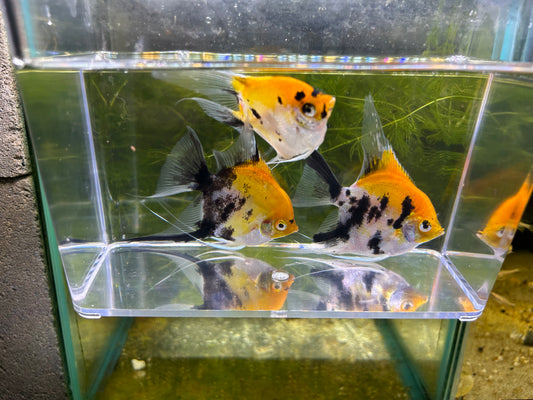 Large Koi Angelfish SELECT NICE