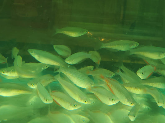 Parkinsoni Rainbowfish 4 inch