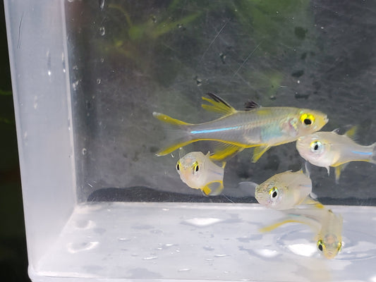 Celebes Rainbowfish Large