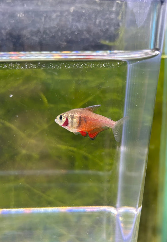 Flame Tetra