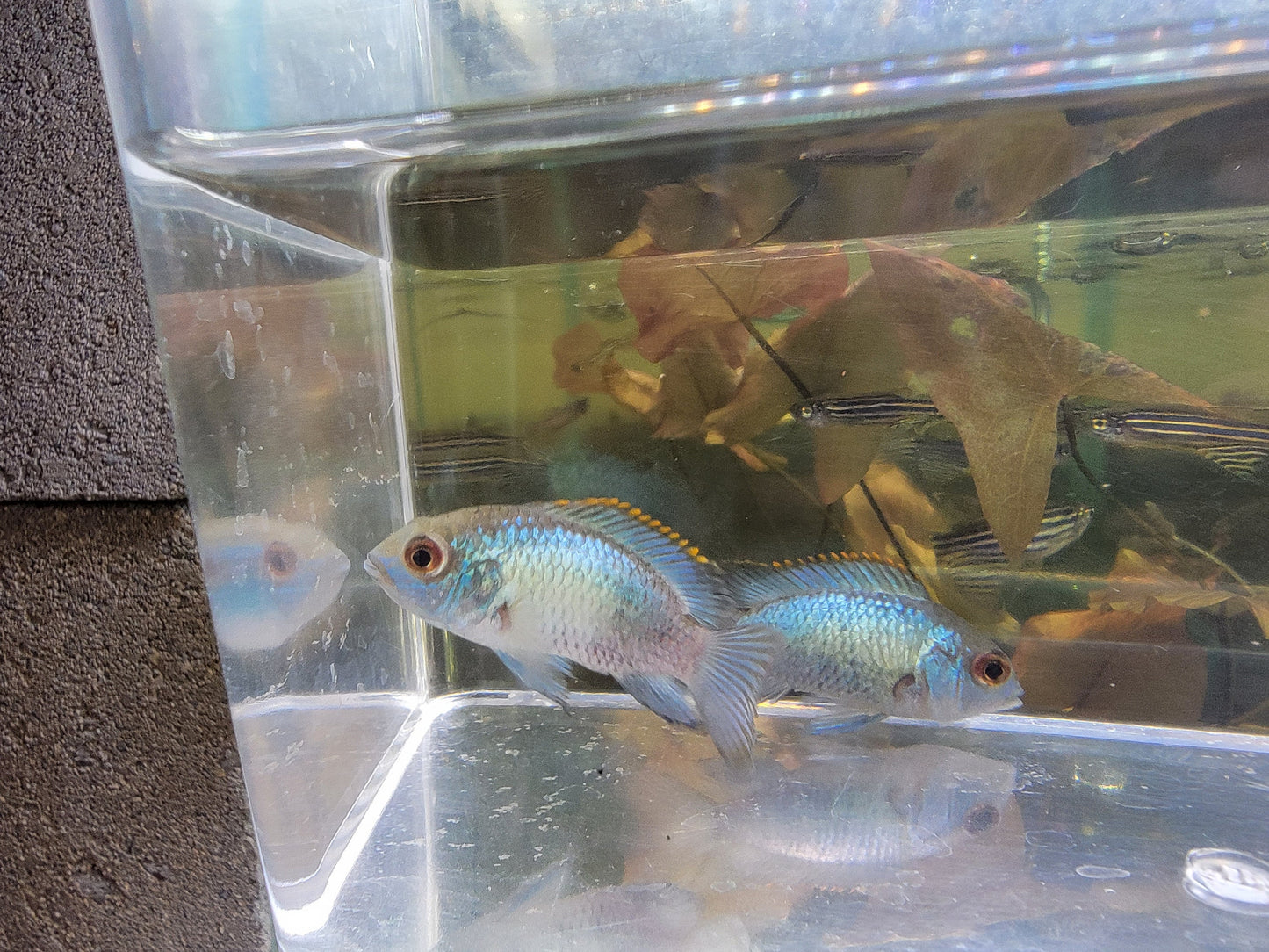 Electric Blue Acara Medium