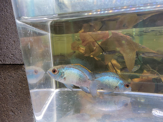 Electric Blue Acara Medium