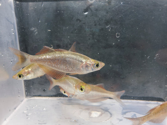 New Guinea Red Rainbowfish (Glossolepis Incisus)