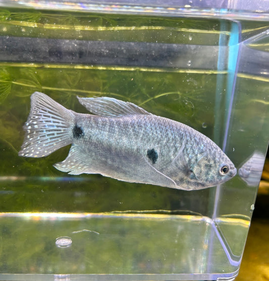 Blue Gourami Jumbo