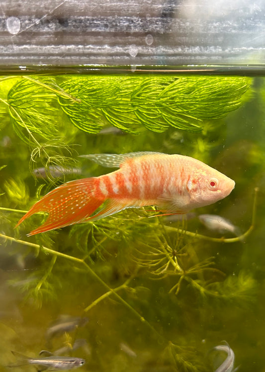 Albino Paradise Gourami
