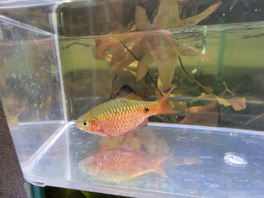 Rosy Barb males