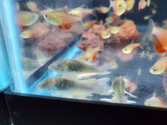 Green Aneaus Cory