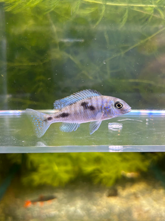 H Moori Cichlid (Blue Dolphin) 2-3 Inch