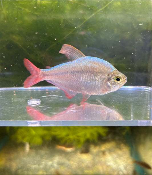 Colombian Red and Blue Tetra