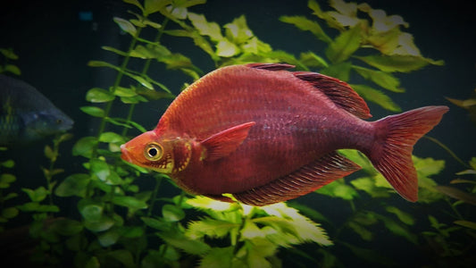Millenium Rainbowfish