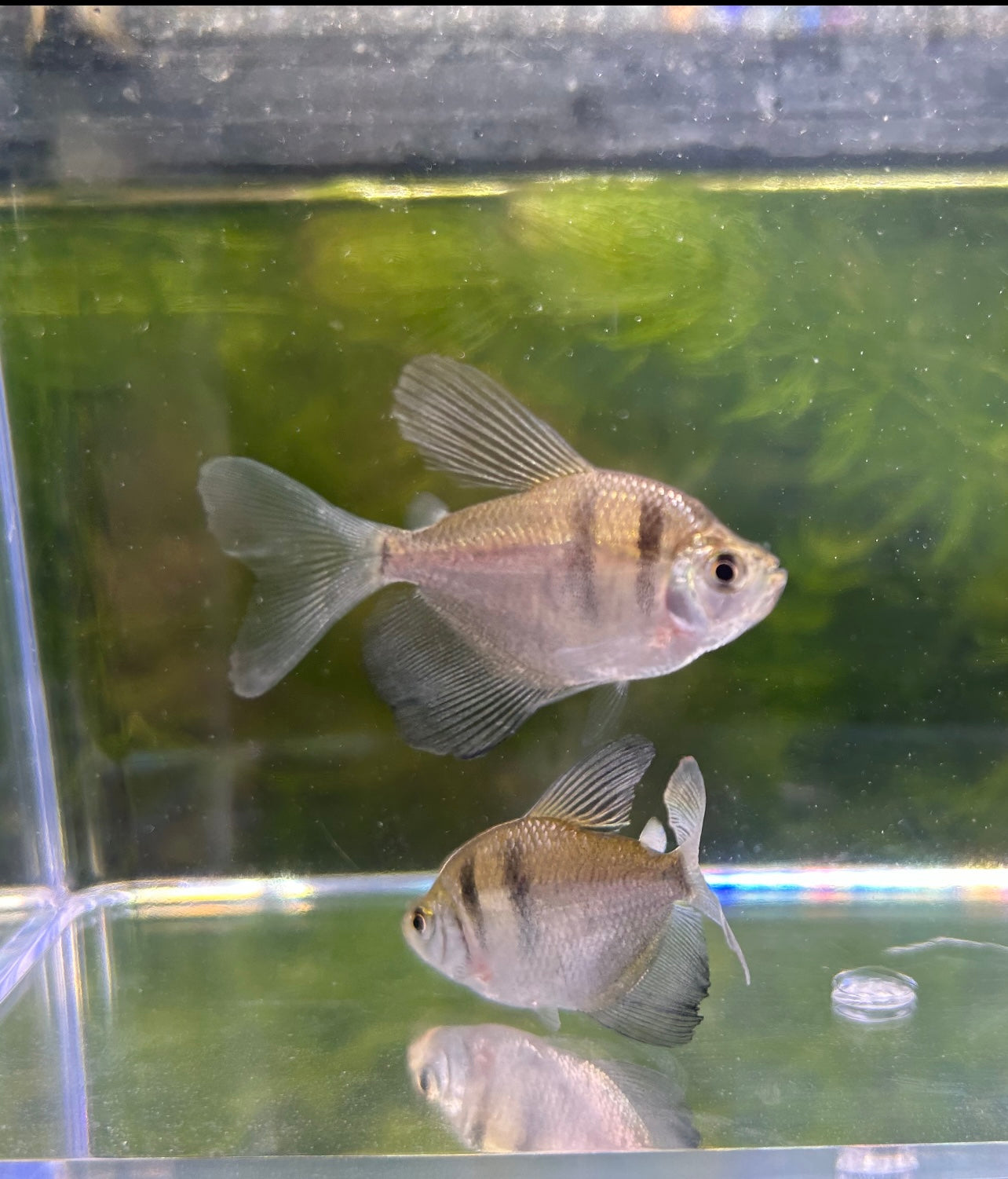 Black Tetra Longfin