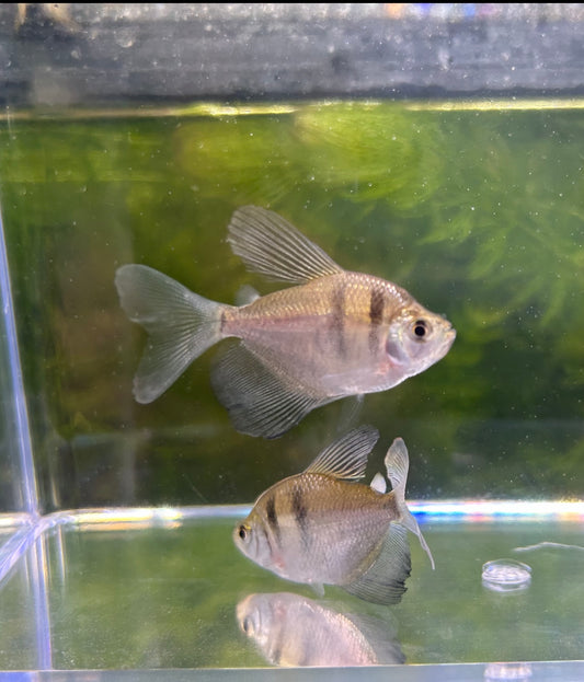 Black Tetra Longfin
