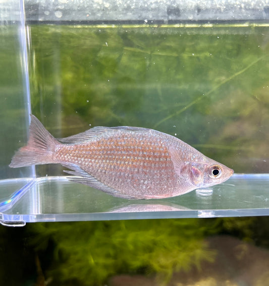 Multisquamatus Rainbowfish Large Nice