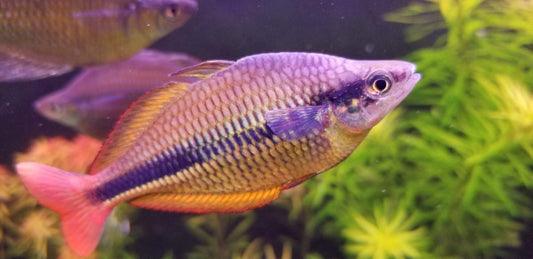 Yellow rainbowfish