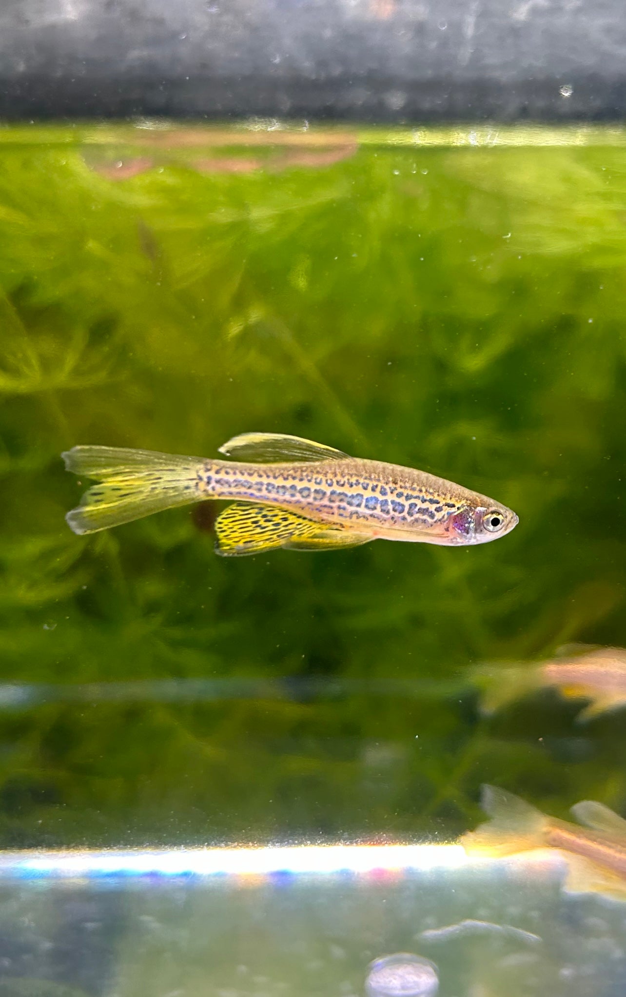 Longfin Leopard Danio