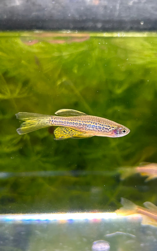 Longfin Leopard Danio