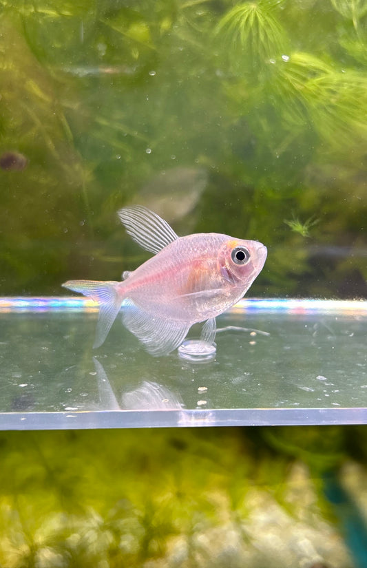 Hifin White Tetra