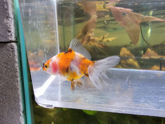 Calico Fantail 3 Inch NICE
