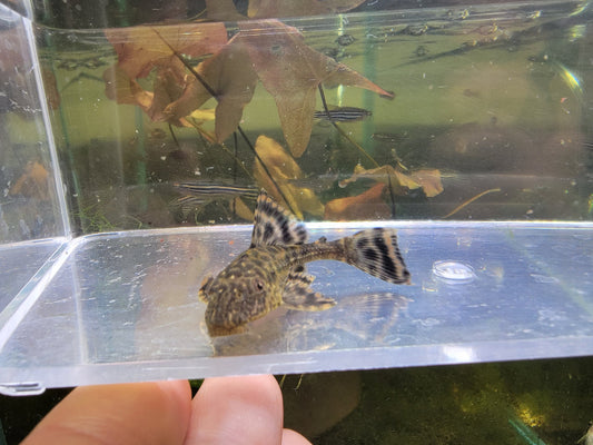 Florida Pleco 3 inch