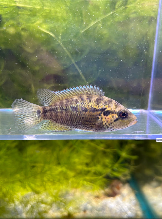 Friedrichstahlii Cichlid (Yellow Jacket)