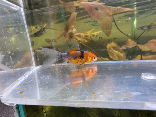 Shubunkin 2.75- 3 inch