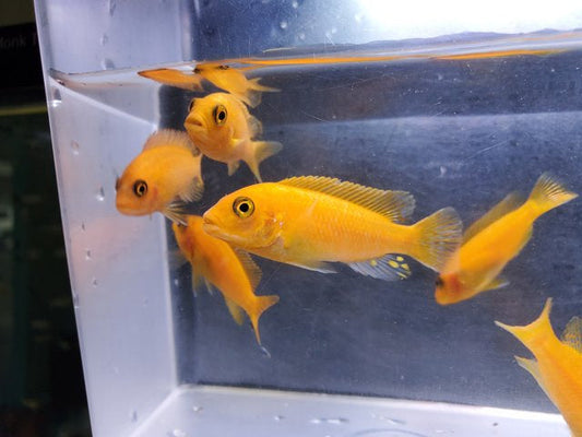 Red Zebra Cichlid