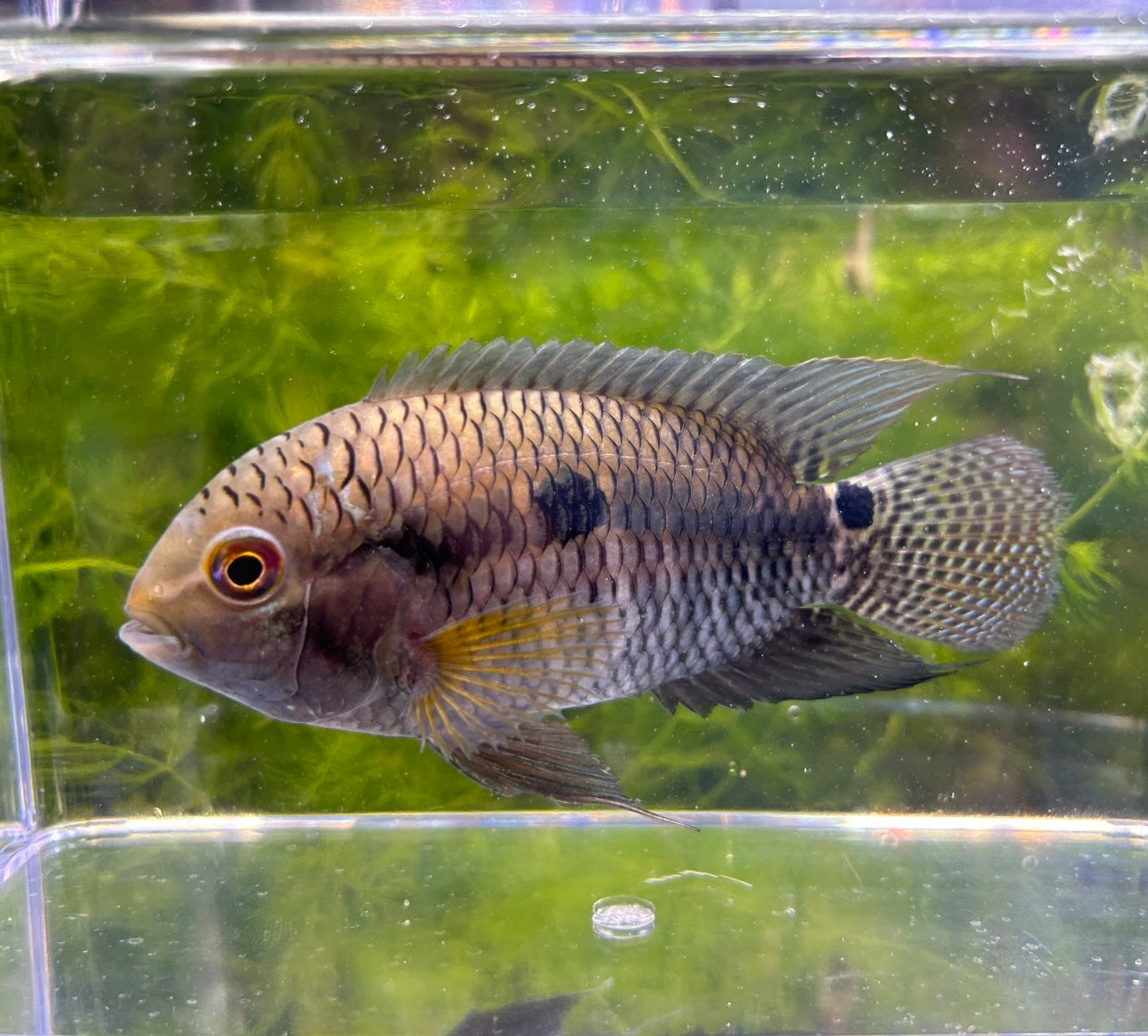 Black Acara Small