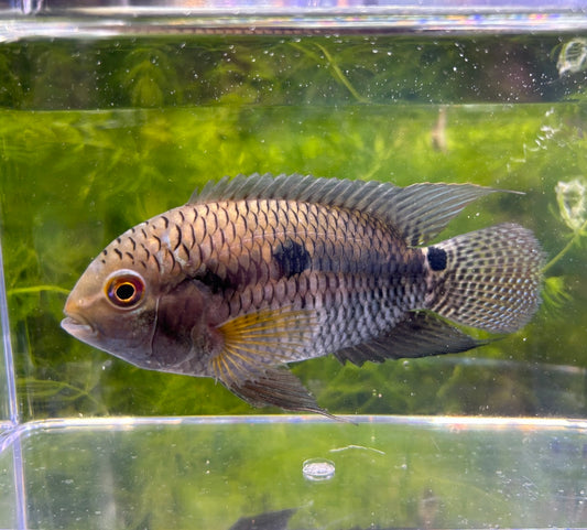 Black Acara Small