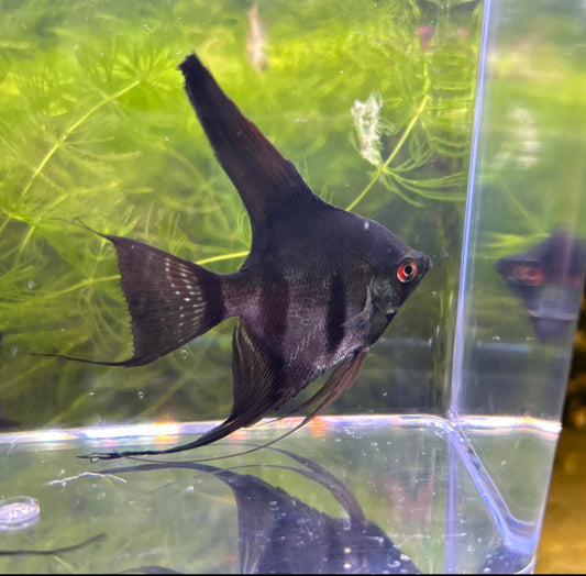 Black Angelfish Medium