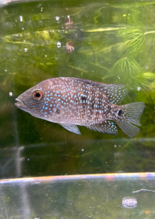 Texas Cichlid Medium 2.5-3 Inch