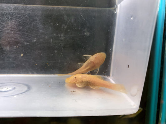 Bristlenose Pleco Albino