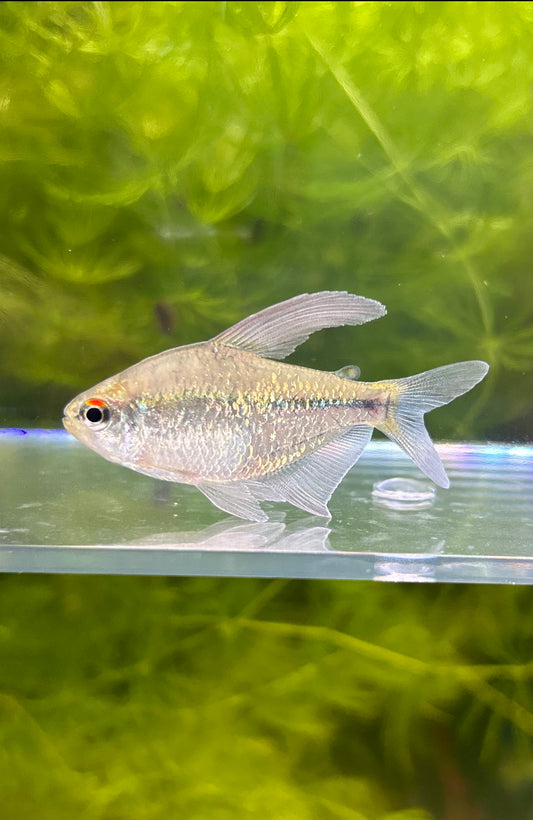 Diamond Tetra