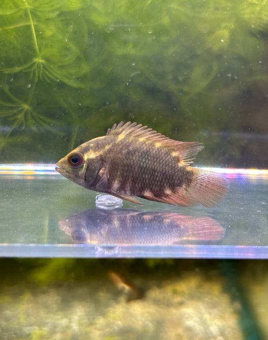 Chocolate Cichlid