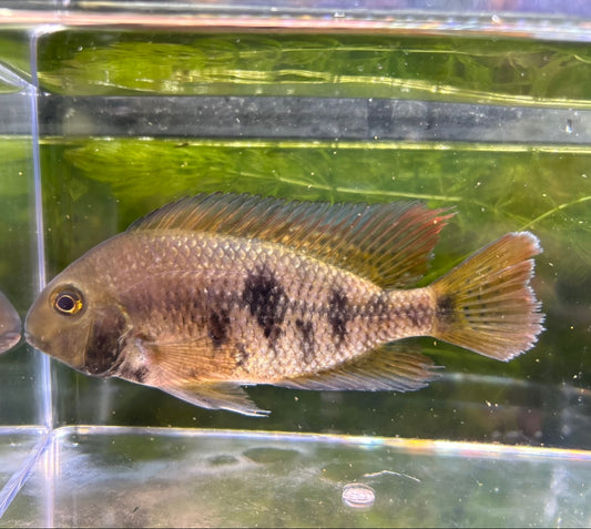 Nicaraguaensis