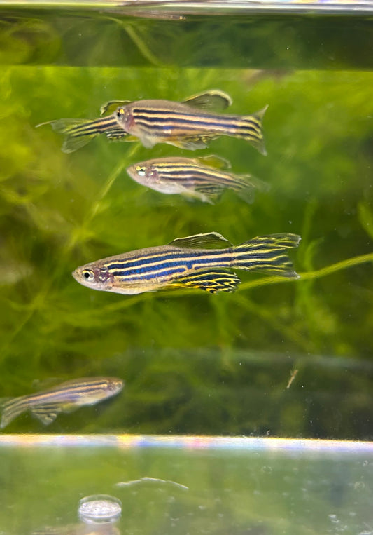 Assorted Longfin Danio